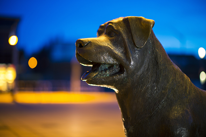 Cerimonie funebri per animali da compagnia, statua di cane
